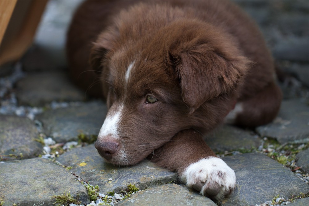 Dog rescued by BBPETS – your PayPal donation makes a difference