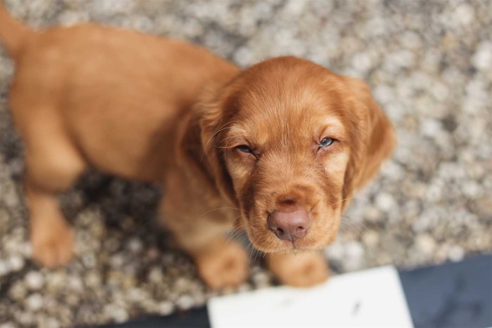Little puppy rescued by BBPETS – support us with a bank transfer