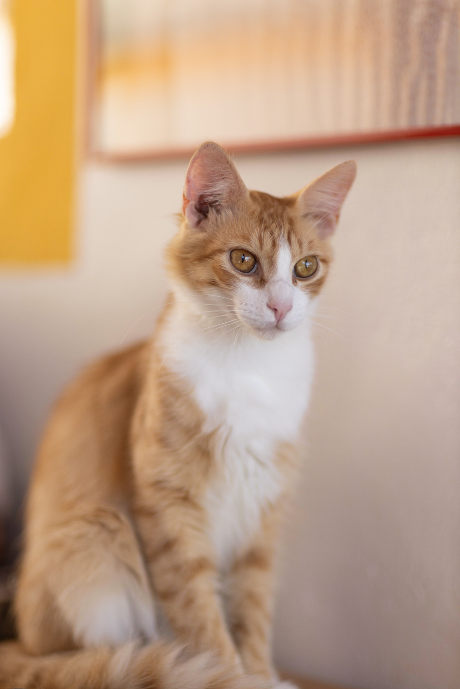 Gato resgatado à procura de um novo lar através da BBPETS Madeira