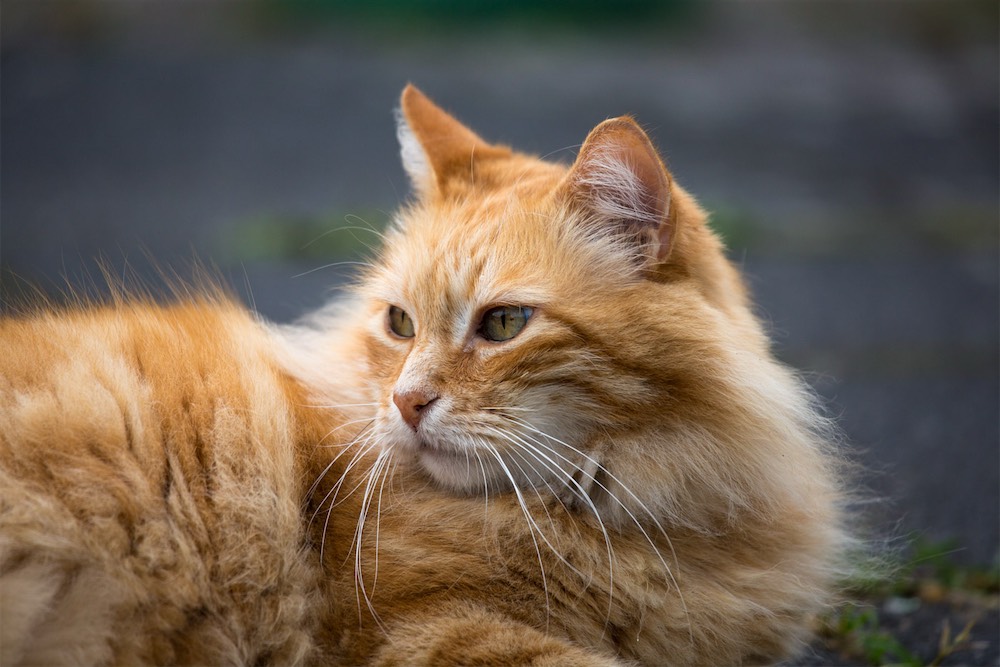 Gato necessitado de cuidados apoiado pelas doações da BBPETS